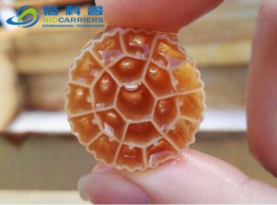 市政污水项目挂膜图