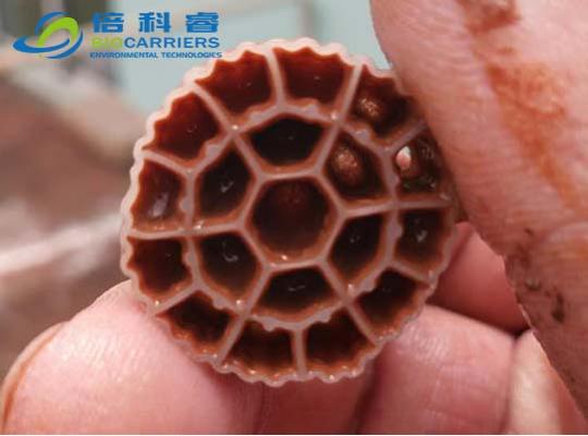 工业污水项目挂膜图