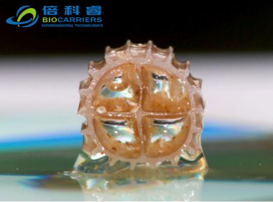 家用小型生物滤池挂膜图