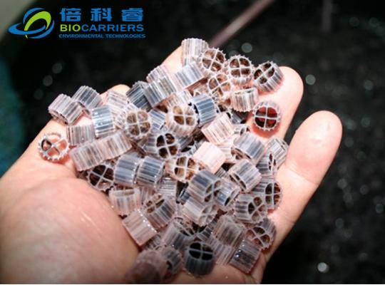 工厂化循环水养殖系统挂膜图