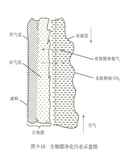 收藏！生物膜法的培养与驯化的注意事项！